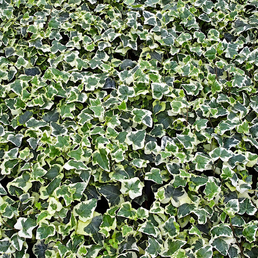 Hedera 'White-Edged'