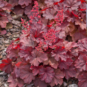 Heuchera 'Cherry Cola'