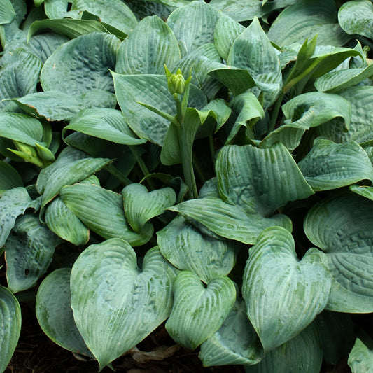Hosta 'Fragrant Blue'