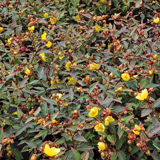 Hypericum 'Tricolor'