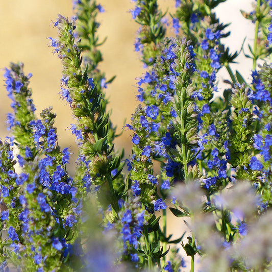 Hyssop Blue