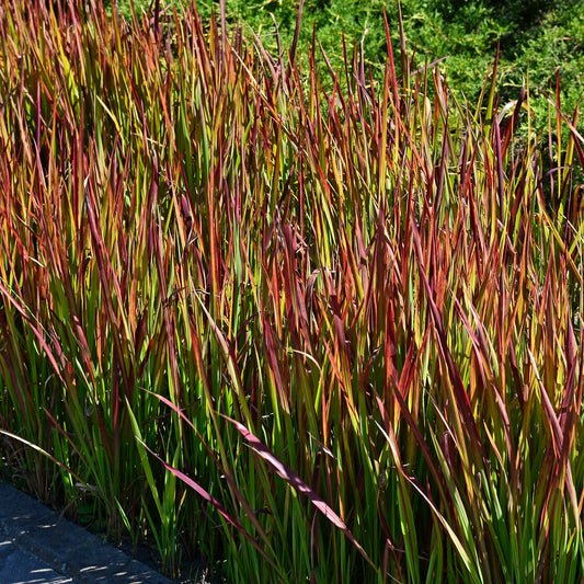 Imperata 'Red Baron'