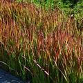 Imperata 'Red Baron'