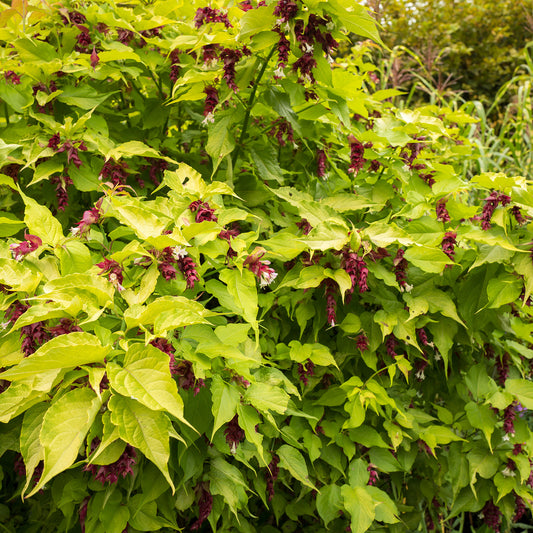 Leycesteria 'Golden Lanterns'