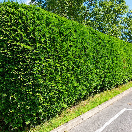 Leylandii Hedge