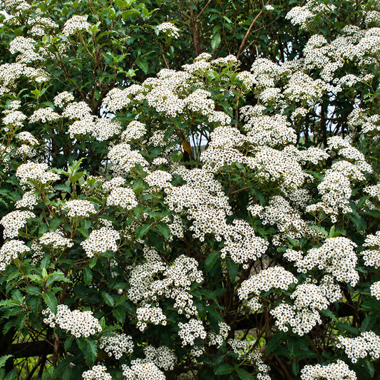 Olearia macrodonta