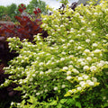 Physocarpus 'Dart's Gold'