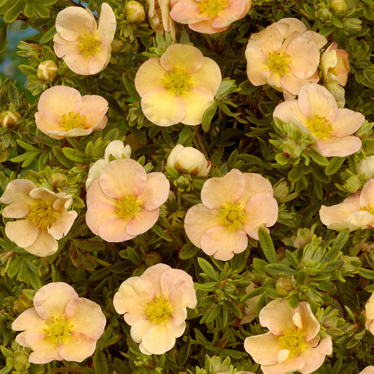 Potentilla 'Daydawn'