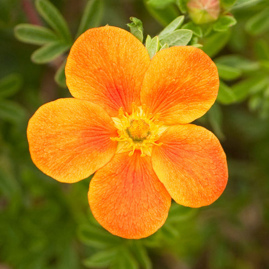 Potentilla 'Hopleys Orange'
