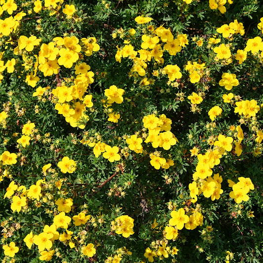 Potentilla 'Katherine Dykes'