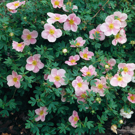 Potentilla 'Princess'