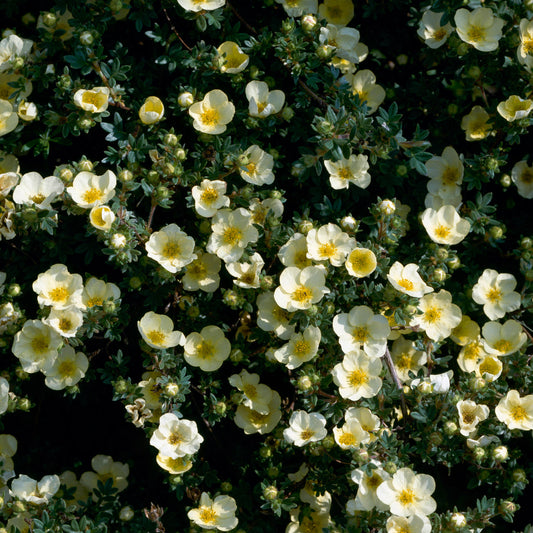 Potentilla 'Tilford Cream'