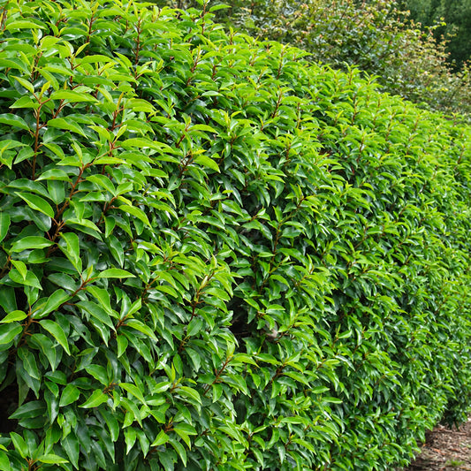 Portuguese Laurel Hedge