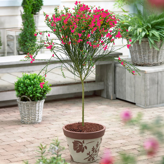 Red Cytisus Broom Tree