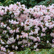 Rhododendron 'Ginny Gee'