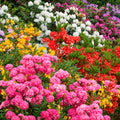 Rhododendron Mix
