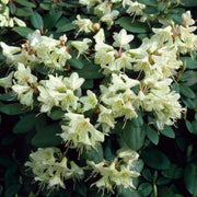 Rhododendron 'Shamrock'