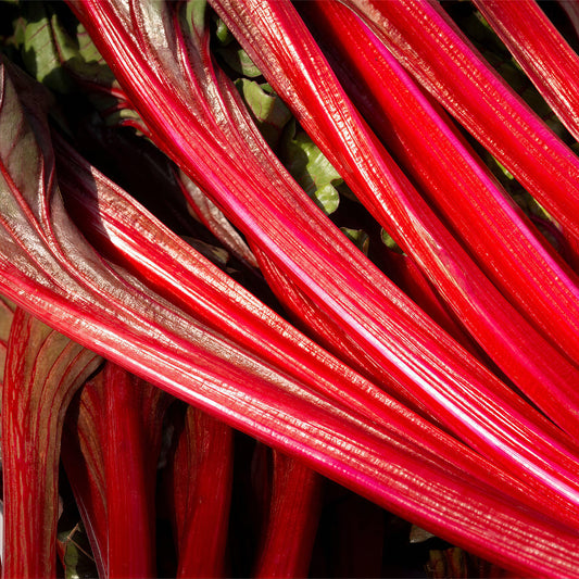 Rhubarb 'Sutton's Seedless'