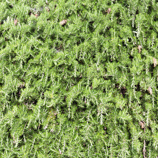 Rosemary Creeping