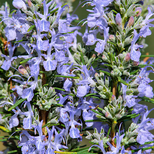Rosemary 'Whitewater Silver'