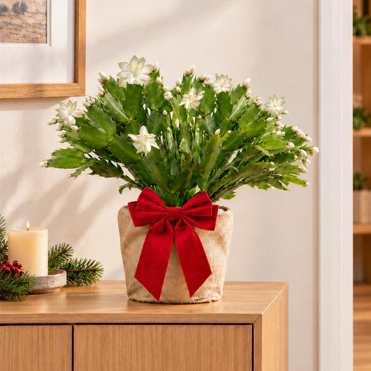 Festive Wrapped White Christmas Cactus