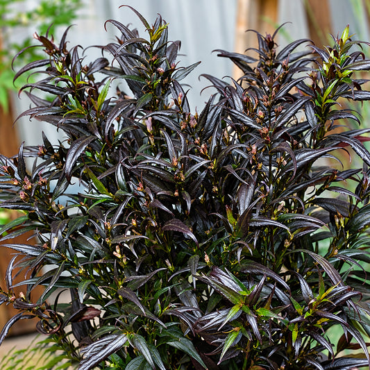 Strobilanthes 'Brunetthy'