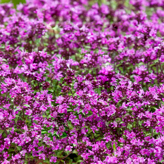 Thyme 'Creeping Red'