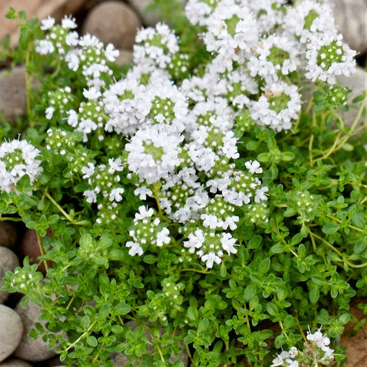 Thyme 'Snowdrift'