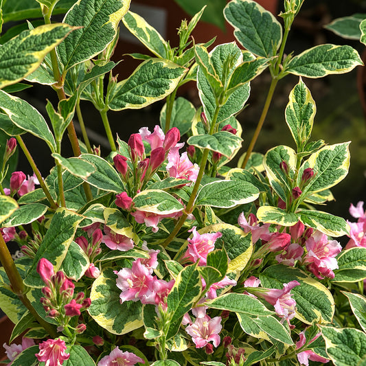 Weigela 'Kosteriana Variegata'