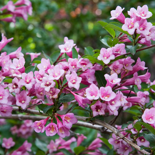 Weigela 'Pink Poppet'