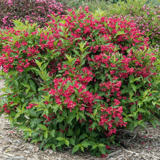 Weigela 'Red Prince'