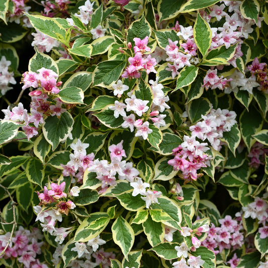 Weigela 'Variegata'