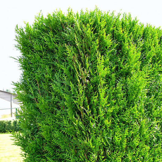 Western Red Cedar Hedge