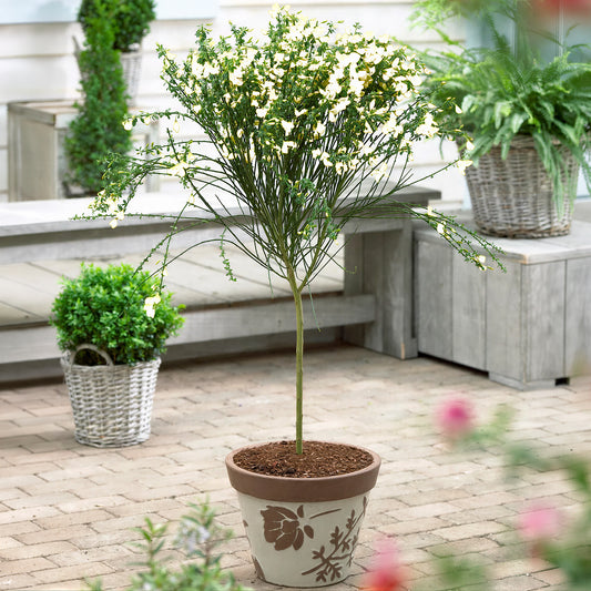 White Cytisus Broom Tree