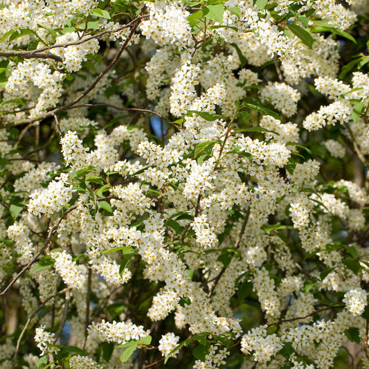 Wild Cherry Bare Root Hedge