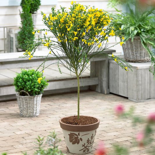 Yellow Cytisus Broom Tree