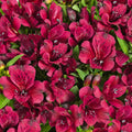 Alstroemeria 'Dark Purple'