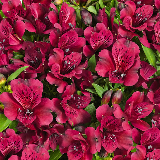 Alstroemeria 'Dark Purple'