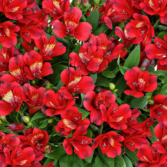 Alstroemeria 'Doba'