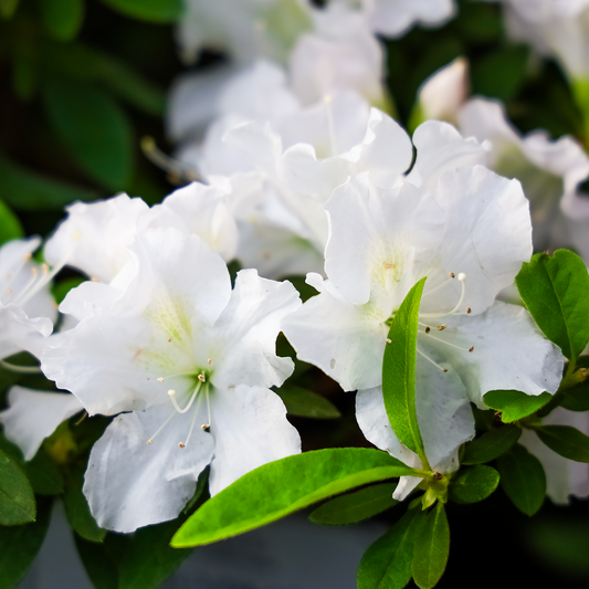 Azalea 'Geisha White'