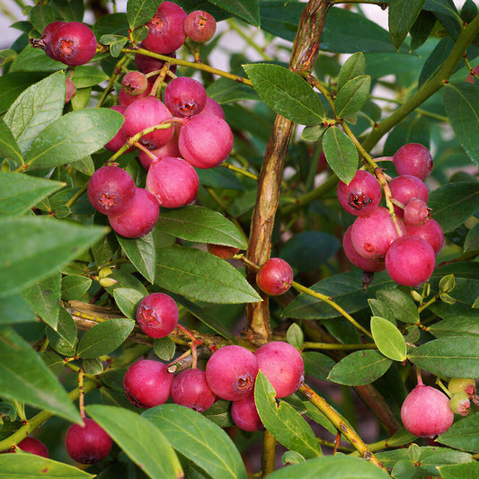 Blueberry 'Pink Lemonade'
