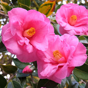 Camellia 'Donation'