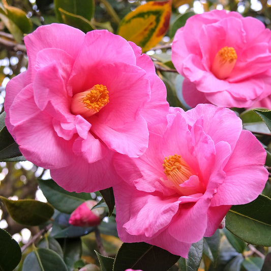 Camellia 'Donation'