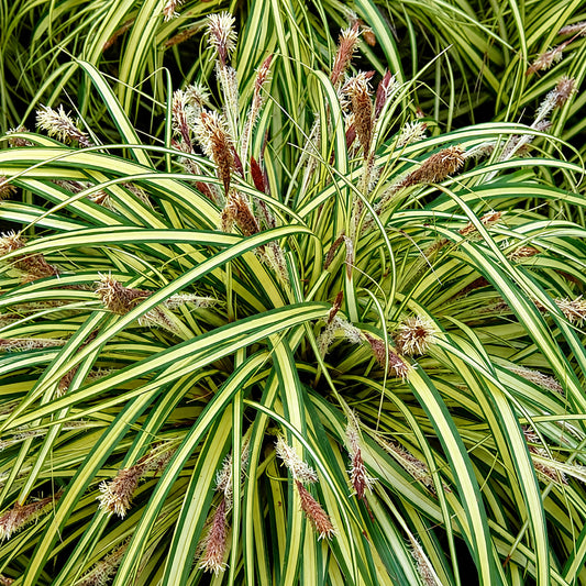 Carex 'Evergold'