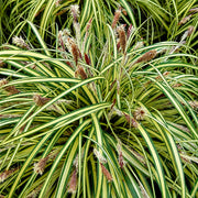 Carex 'Evergold'