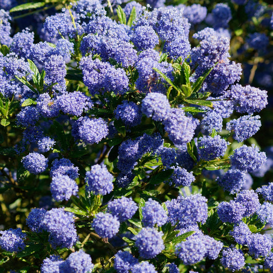 Ceanothus 'Blue Mound'