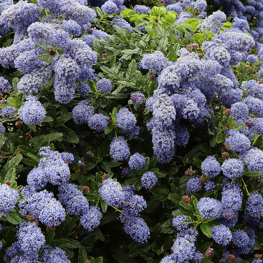 Ceanothus 'Concha'