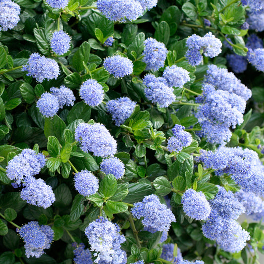 Ceanothus repens thyrsiflorus