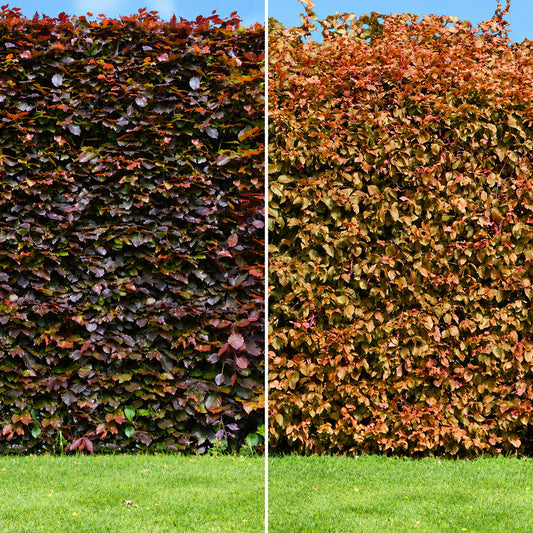 Copper Beech Bare Root Hedge