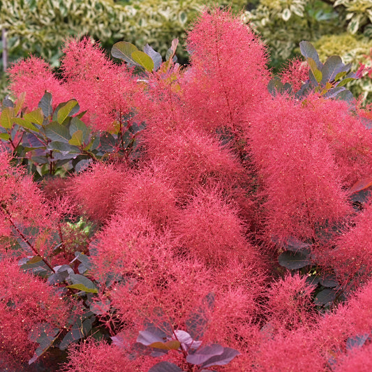 Cotinus 'Ruby Glow'